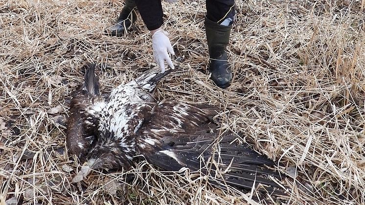 Dalšího uhynulého orla našli na Tachovsku, případ šetří policie